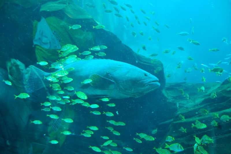 GA Aquarium 0005_1.JPG - A Giant Grouper in the Ocean display.